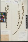 Foto von Salix viminalis L.